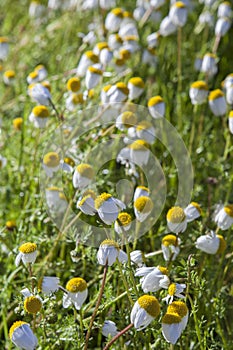 Chamomile or Chamaemelum nobile