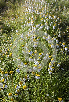 Chamomile or Chamaemelum nobile