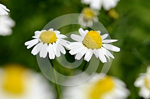 Chamomile (Chamaemelum nobile L.). photo