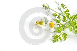 Chamomile and chervil