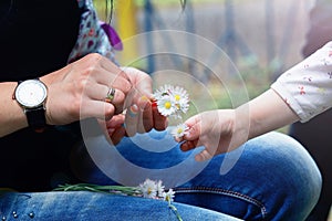 Chamomile in a child's hands