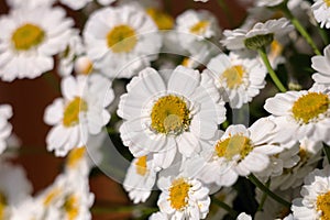 Chamomile chrysanthemum close-up. Herbal medicine, decoction, hand care.