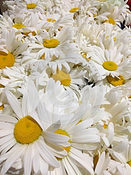 Chamomile. Close-up photo of a huge bouquet