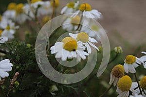 Chamomile close-up photography. Healthy plant. Blurred background.
