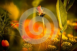 Chamomile closed bud, flower at sunset