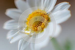 Chamomile