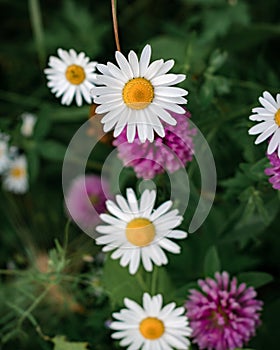 Chamomile and clover flowers among the grass