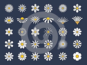 Chamomile collection. Botanical flowers set healthy stylized herbas cartoonic blossom chamomiles recent vector flat photo