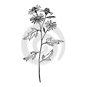 Chamomile. Collection of hand drawn flowers and plants. Botany. Set. Vintage flowers. Black and white illustration in