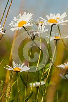 Chamomile is cosmetic, in creams, soaps, shampoos,