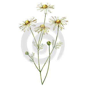 Chamomile or Daisy bouquets, white flowers. Realistic botanical sketch on white background for design, hand draw