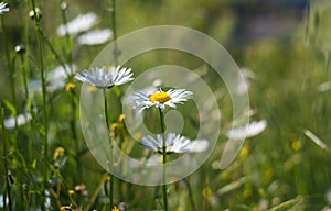 Chamomile or daisy fields