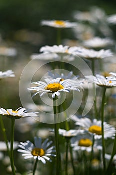 Chamomile or daisy fields