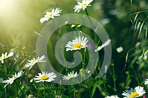 Chamomile or daisy fiels