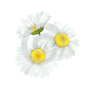 Chamomile daisy flower isolated on white background. Vector illustration