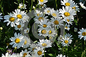 Chamomile or daisy flowering meadow in sunny summer day. Beautiful flowers with white petals and yellow cores
