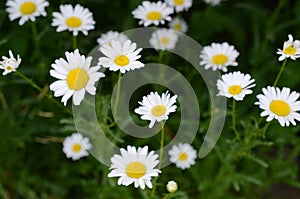 Chamomile daisy flowers garden, outdoor