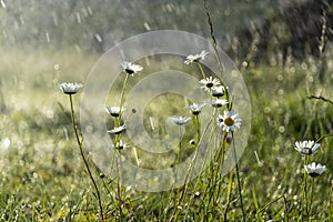 Chamomile daisy flowers in the grass covered with rain or morning dew for an abstract background