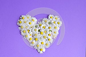 Chamomile daisy flowers on purple background.  Summers flowers heart floral collage concept