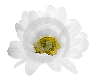 Chamomile daisy isolated on white background