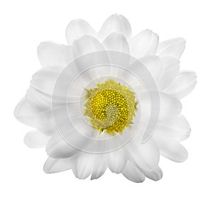 Chamomile daisy isolated on white background