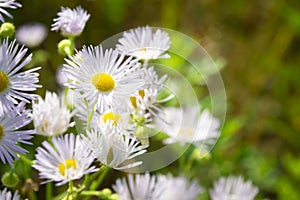 Chamomile or daisy or marguerite flower on summer field