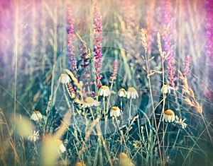 Chamomile (daisy) and purple flowers - meadow