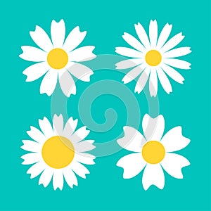 Chamomile daisy round icon set. White flower. Camomile petal. Cute plant collection. Growing concept. Love card. Happy Valentines