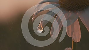 Chamomile with drops of water on the petals on blurred green background. Motion. Beautiful, delicate white flower under