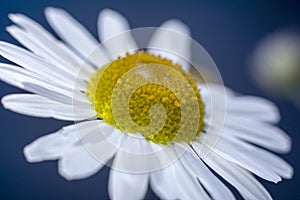 Chamomile with drops of water on the white petals. Close-up. Macro.Floral wonderful background