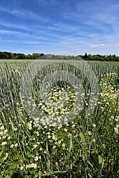 Chamomile on edge of the corn field