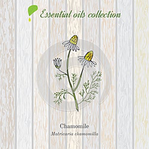 Chamomile, essential oil label