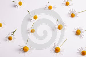 Chamomile essential oil on a white acrylic background