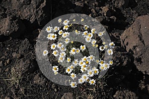 Chamomile Of Etna Park, Sicily photo