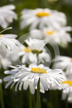 Chamomile field