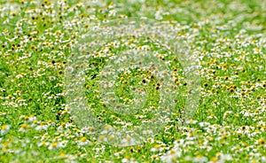 Chamomile field