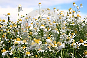 Chamomile field and blue sky