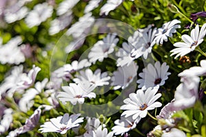 A chamomile field closeup