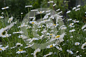 Chamomile field. Daisy white, a large garden with a yellow center