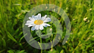 Chamomile in the field. Flower