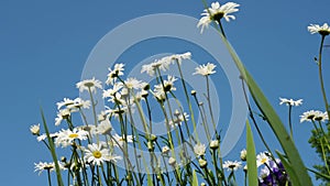 Chamomile field,flowers against the sky,plants are surrounded by bees,close-up.