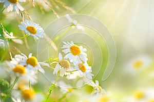 Chamomile field flowers border