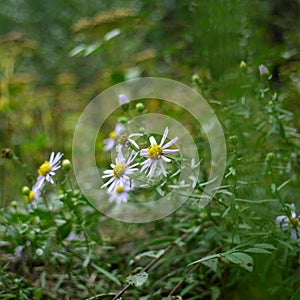 Chamomile field flowers border. Beautiful nature scene