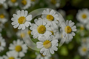 Chamomile field flowers border. Beautiful nature scene