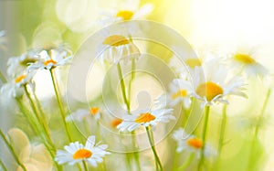 Chamomile field flowers border. Beautiful nature scene with blooming chamomiles in sunflares. Summer background