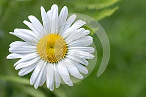 Chamomile field flowers border. Beautiful nature scene with blooming medical chamomilles in sun flare