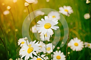 Chamomile field flowers border. Beautiful nature scene with blooming medical chamomilles in sun flare.