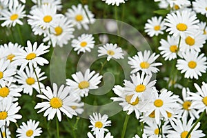 Chamomile field with flowers close-up in summer