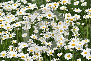 Chamomile field with flowers close-up in summer