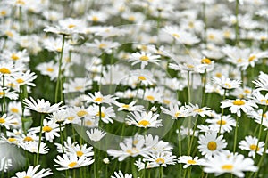 Chamomile field with flowers close-up in summer